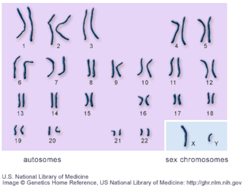 Karyotype of a human male.