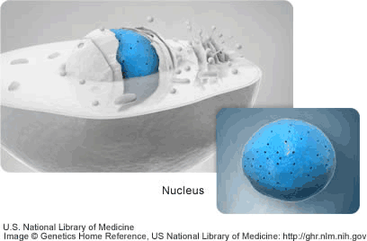 A nucleus of an animal cell.