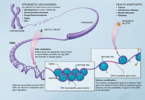 Packaging of DNA.