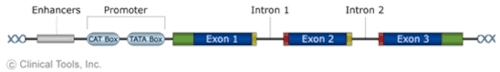 The structural components of a gene includes enhancers, promoter and exons with introns inbetween.