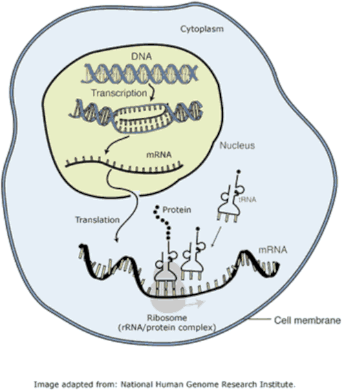 Transcription occurs inside the nucleus whilst translation occurs in the cytoplasm of the cell.