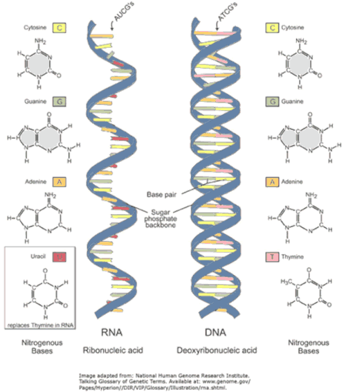 Differences between RNA and DNA. RNA is single stranded and does not contain the base thymine (T), instead it is replaced by uracil (U) which is complementary to cytosine ©. DNA is double stranded and does not contain the base uracil. 