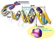 Diagram illustrating how the genetic information contained within each chromosome is converted into proteins. 