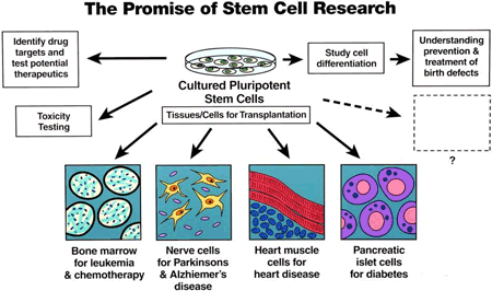 Stem cells can be used to research potential therapeutic drugs, transplantation and understand how genetic disease arise and looking at treatment and prevention.