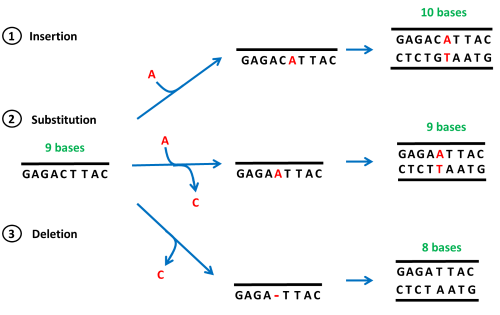 A diagram illustrating different types of mutations. An insertion mutation is when one or more nucleotides is inserted into the DNA. A substitution mutation is when one or more nucleotides are swapped with a different nuecleotide. Deletion is when one or more nucleotides are deleted from the DNA strand.