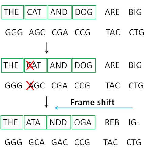 The first four panel make up a functional gene in the top panel however, a base is deleted from the gene. This shifts the enture downstream DNA sequence resulting in codons coding for different amino acids. 