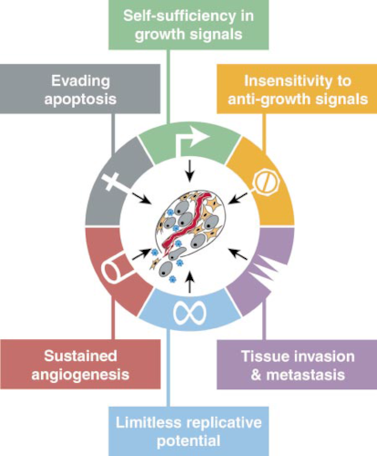 Hallmarks of cancer: self-sufficiency in growth signals, insensitivity to anti-growth signals, tissue invasion and metastasis, limitless replicative potential, sustained angiogenesis, and evading apoptosis.