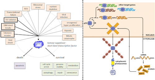 p53 responds to a variety of stresses to determine if the cell should undergo apoptosis or continues to survive.