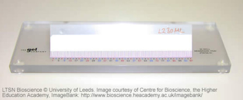 A DNA 'comb' for analysing DNA sequences. Each of the 97 slots can hold a different DNA sample.