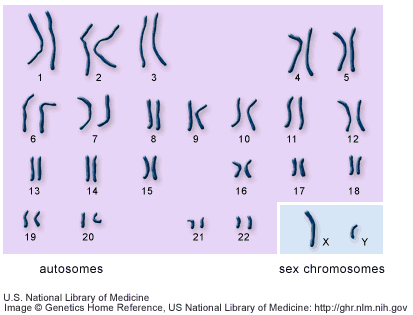 A picture of the human chromosomes showing all 23 pairs, this is also known as a karyotype. 