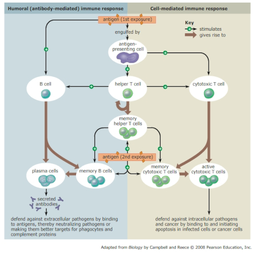 The development of memory immune cells requires initial exposure to the antigen and the second exposure to the same antigen triggers a faster immune response.