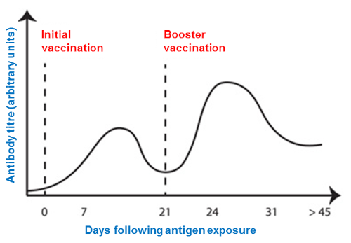 Initial vaccination allows the body to develop antibodies to the antigen and the booster vaccine stimulates a stronger immune reaction.