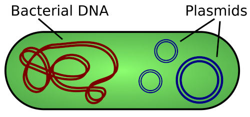 Bacterial cell containing bacterial DNA and plasmids.