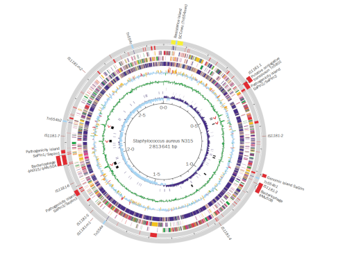 Annotated genome of Staphylococcus aureus.
