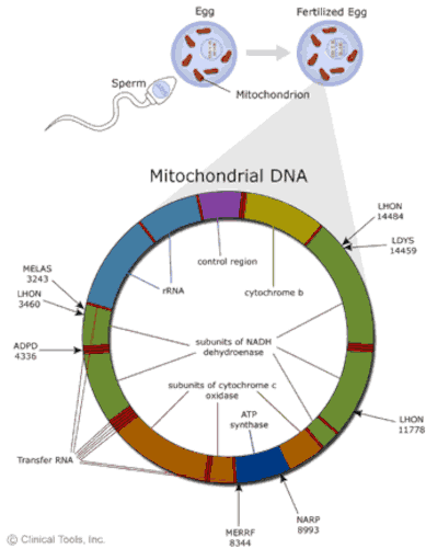 The egg carries the mitochondrial DNA, the sperm does not. 