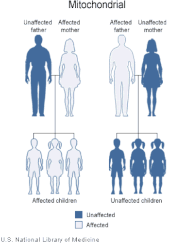 Diagram of how a genetic disease carried by the mitochondrial DNA can be passed down onto children i.e. if the mother is affected by the disease all of her children will also be affected. If only the dad is affected then the children will not be affected by the disease.