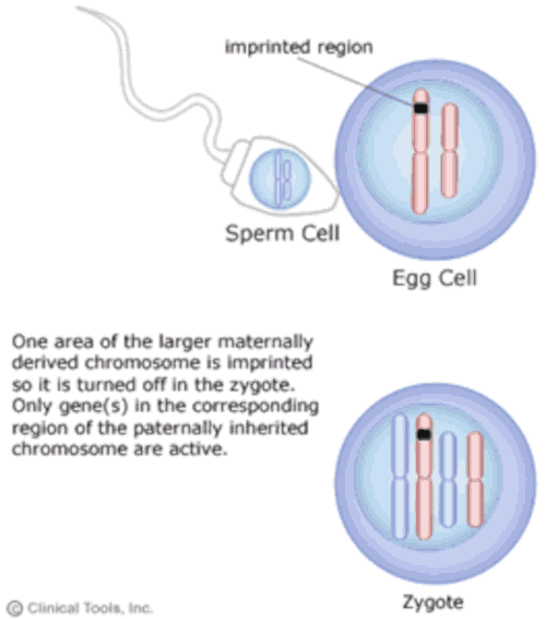 The egg cell carries a chromosome with an imprinted region meaning the developing zygote will not express that specific gene inherited from the mother. Instead, will express the corresponding region of the paternally inherited chromosome. 