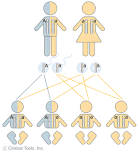 Generic Punnett square showing how genetic traits are inheritied.