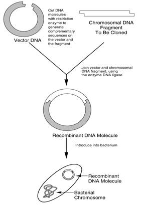 Recombinant DNA And Genetic Techniques For Schools And Colleges ...