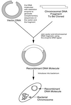 A fragment of chromosomal DNA to be cloned is inserted into a vector DNA (usually a plasmid) and is taken up by a bacteria cell.