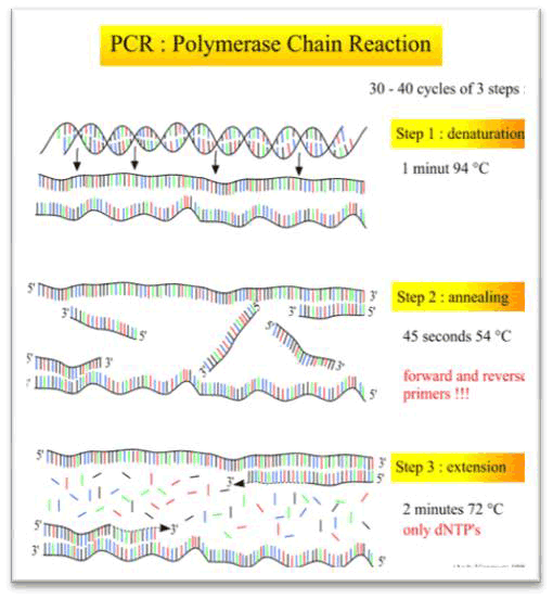 The polymerase chain reaction (PCR) has steps in its cycle. Step 1 is denaturation for one minute at 94℃. Step 2 is annealing for 45 seconds at 54℃. Step 3 is extension for 2 minutes at 72℃.