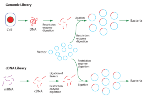 Gene libraries can be made from either a cell or from mRNA. 