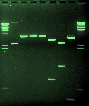 Electrophoresis gel.