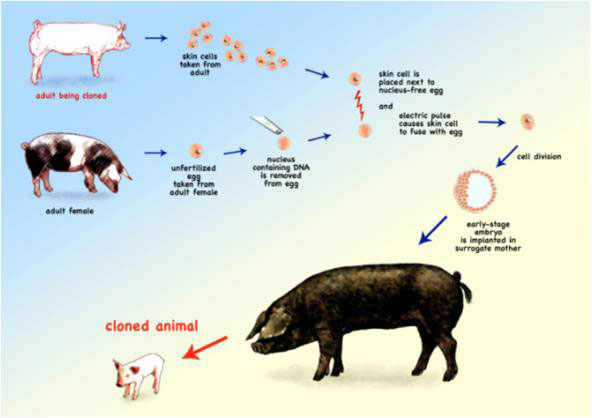 Animal cloning is carried out by taking the nucleus of the animal you want to clone from their skin cell and fuse it with an unfertilised donor egg cell. This cell is allowed to divide until it reaches an early stage embryo and implanted into a surrogate mother. 