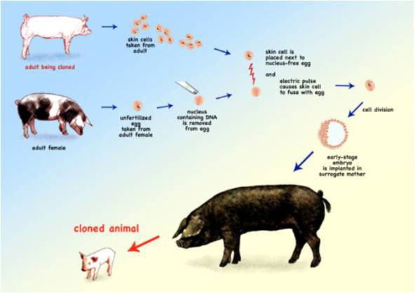 Recombinant DNA and genetic techniques for schools and colleges | Virtual Genetics Education Centre | University of Leicester Recombinant DNA and genetic techniques for schools and colleges | Virtual Genetics Education Centre | University of Leicester