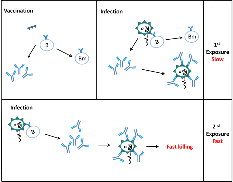 Initial vaccination allows the body to develop antibodies to the antigen in the vaccine and creates memory B cells so that subsequent exposure allows the body to neutralise the pathogen before disease develops.