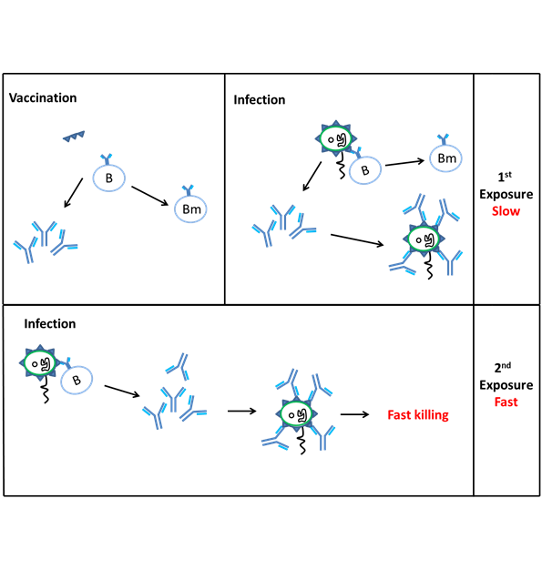 Initial vaccination allows the body to develop antibodies to the antigen in the vaccine and creates memory B cells so that subsequent exposure allows the body to neutralise the pathogen before disease develops.