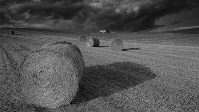 Haybales in a field.