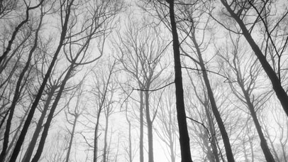 Collection of trees
