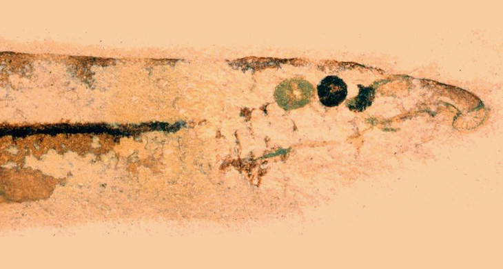 head of a fish fossil