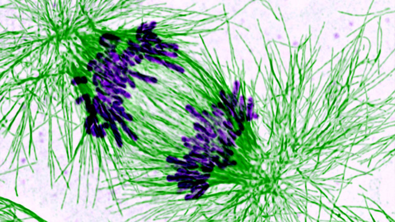 New insights into ‘glue’ for DNA