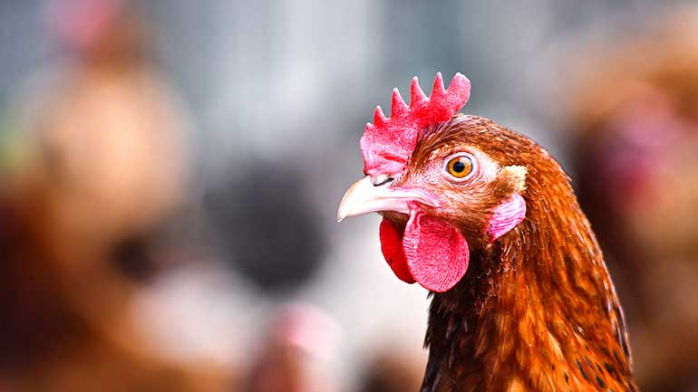 Chicken