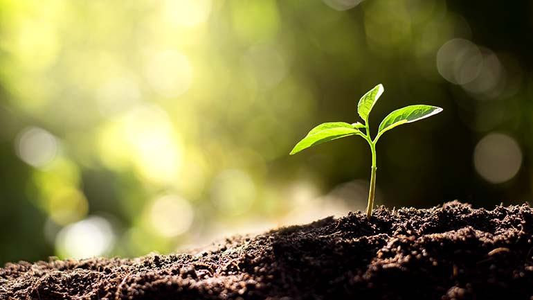 Seedling