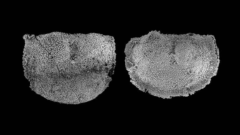 Fossils of male and female shells of tiny bivalved crustaceans