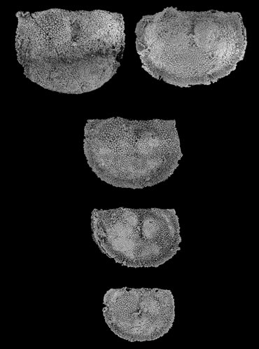 Shells of tiny bivalved crustaceans