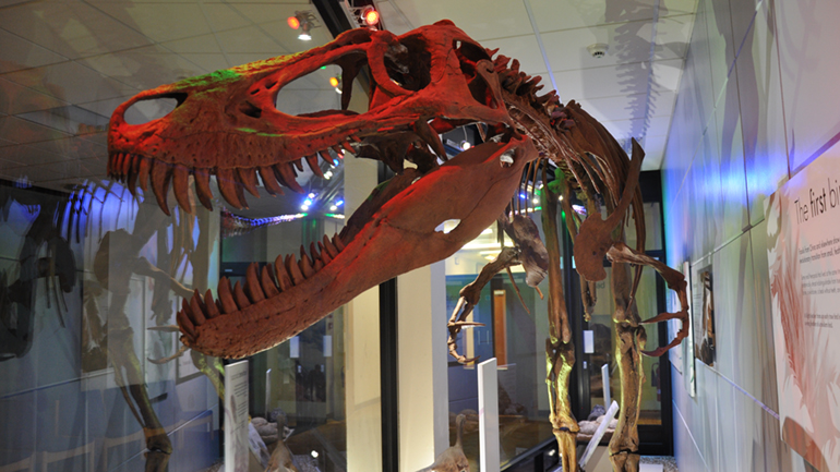 Jane the T. Rex