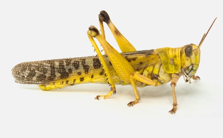 A desert locust