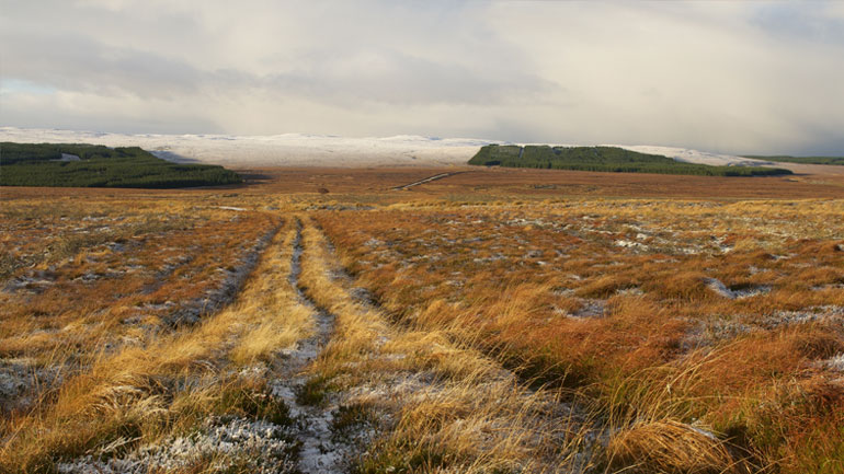 Photograph of a peat field