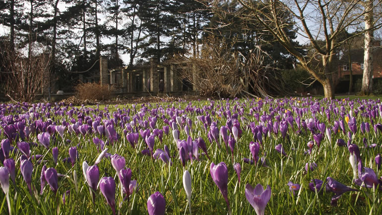 Crocuses in the Botanic Gardens