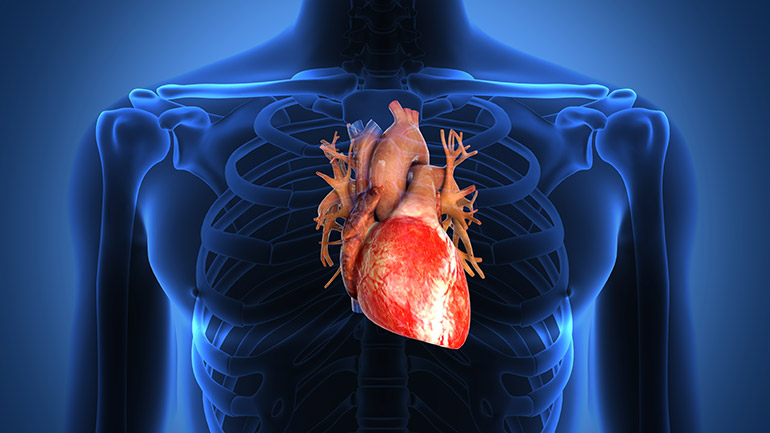 Heart