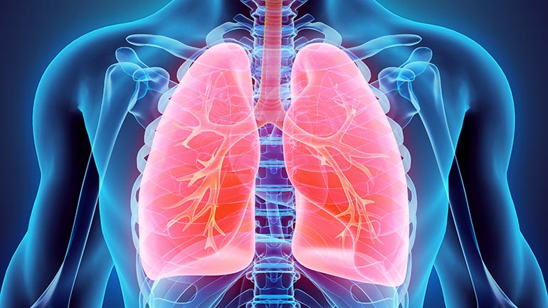 Lungs
