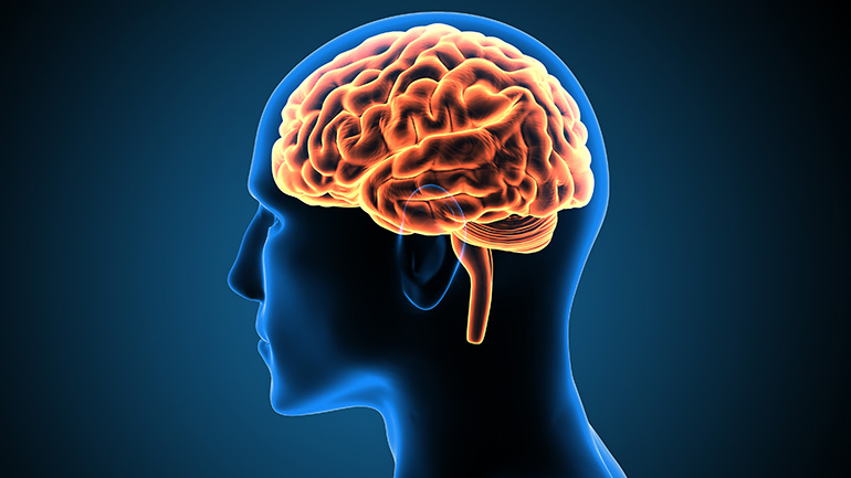 Brain illustration