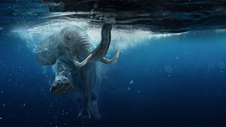 An elephant swimming in the water