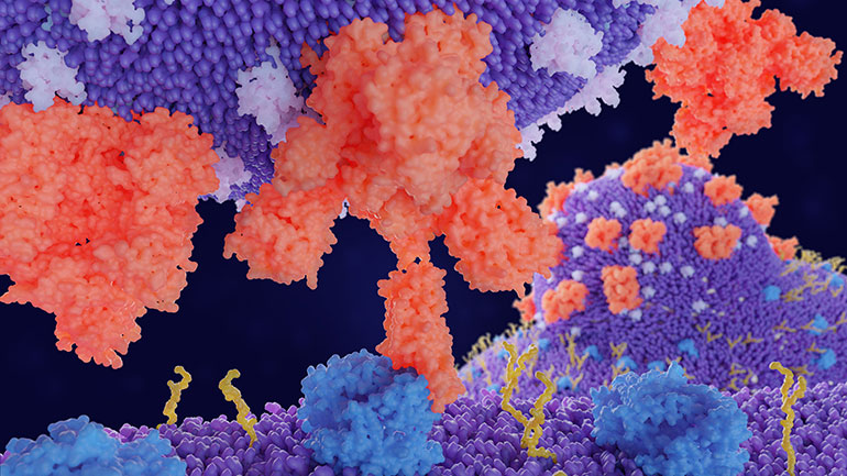Illustration of coronavirus