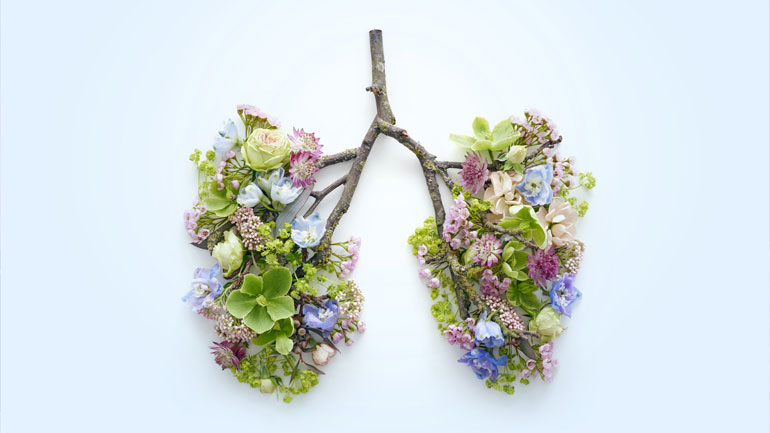 A tree branch in the shape of lungs