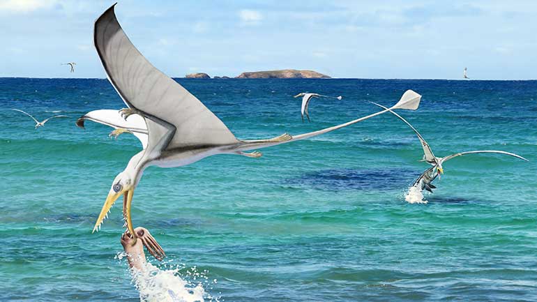 Rhamphorhynchus muensteri, flying close to the water surface to grab soft-bodied cephalopods such as Plesioteuthis subovata. Artwork by C Klug and Beat Scheffold.